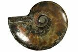 Red/Green Flash Ammonite Fossil - Madagascar #187260-1